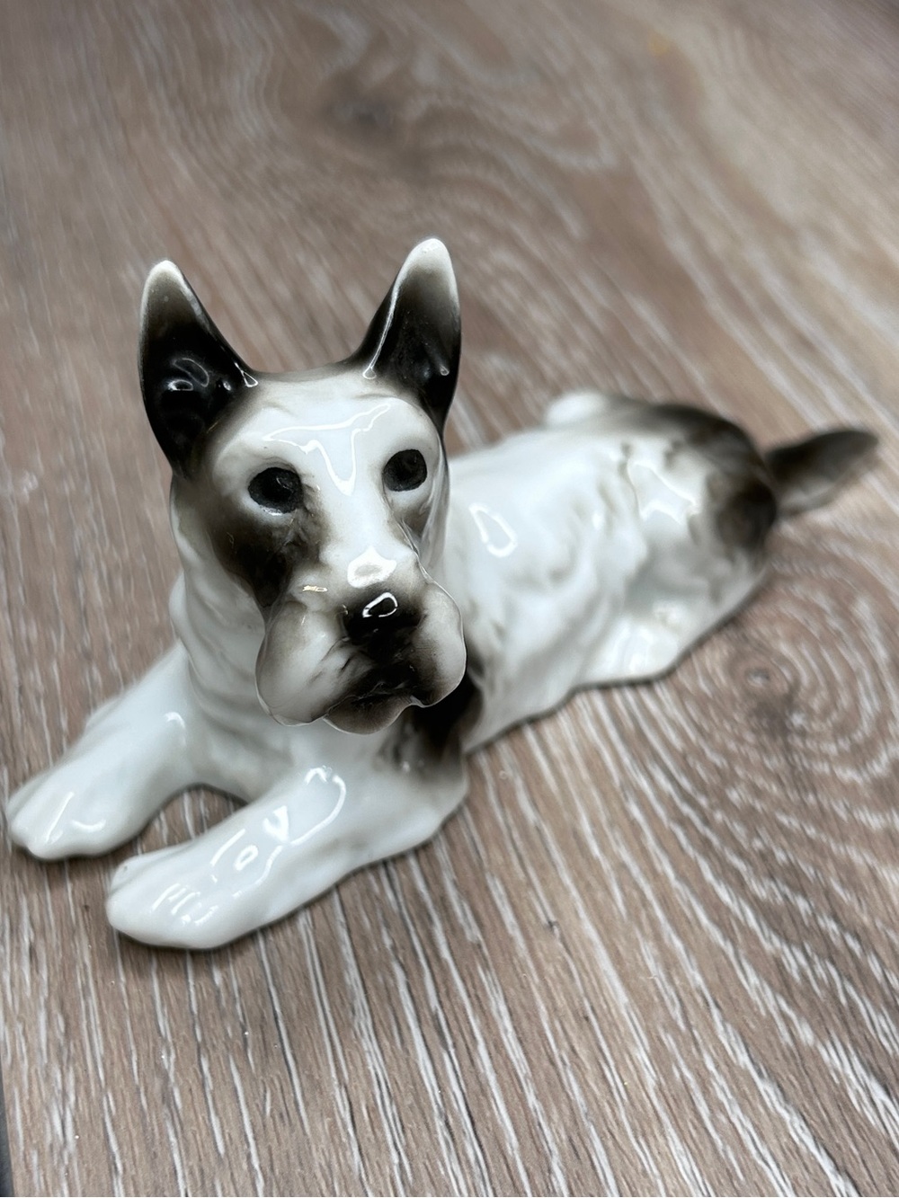Antique Sitzendorf Porzellanfabrik Schnauzer • Hand-Painted German Collectible
